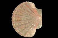 藏品(白碟海扇蛤)的圖片